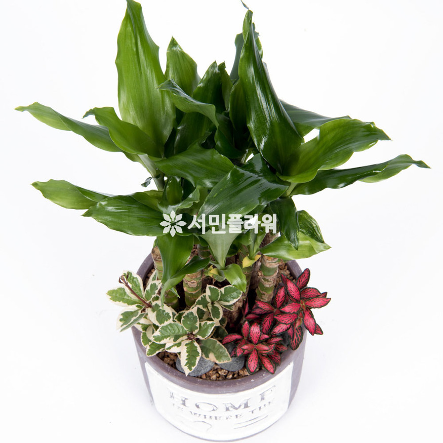 상세이미지