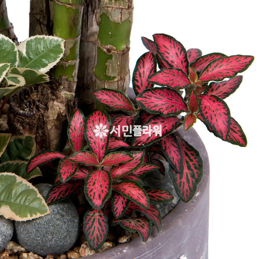 상세이미지