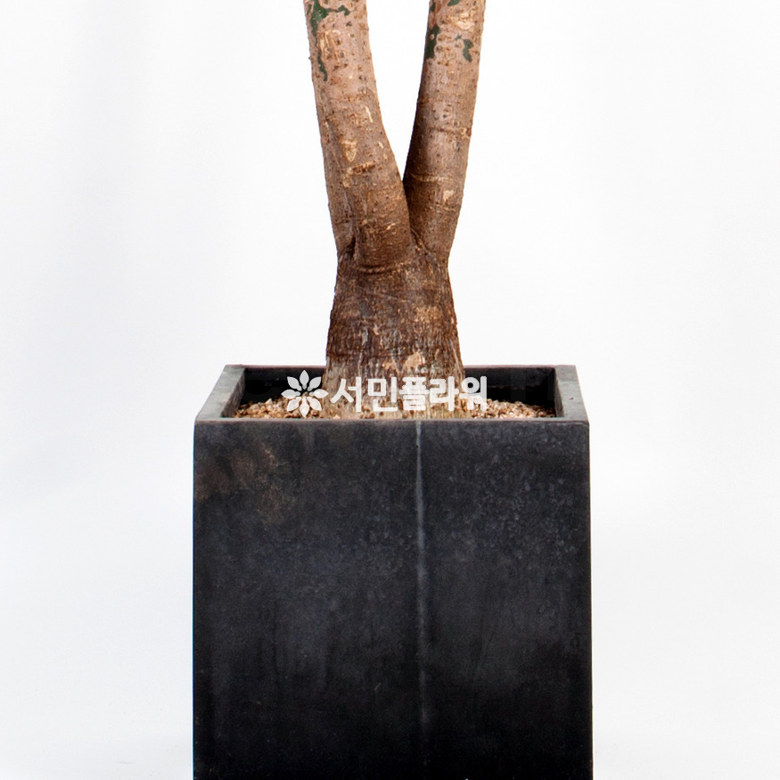 상세이미지