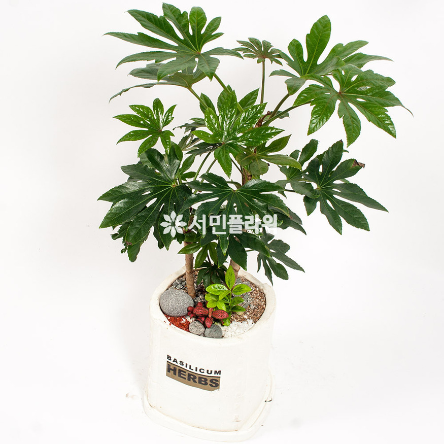 상세이미지