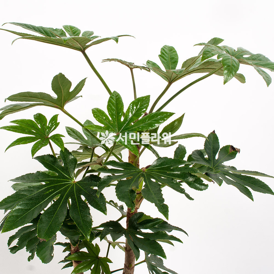 상세이미지
