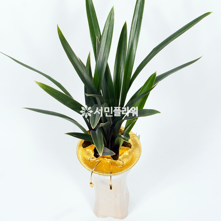 상세이미지