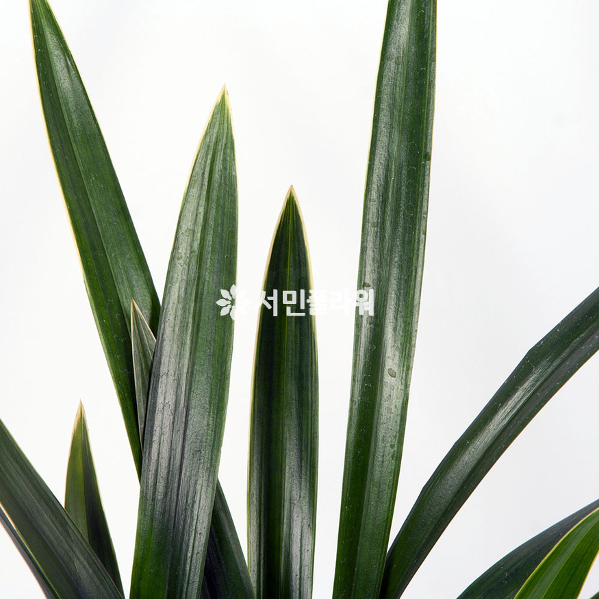 상세이미지