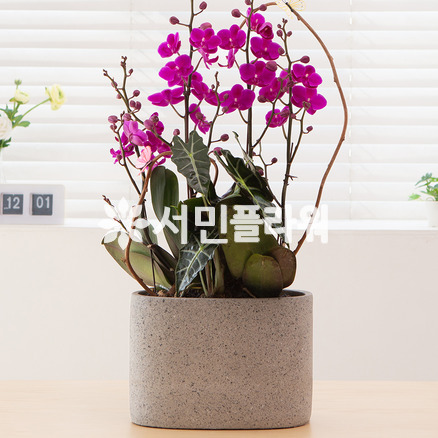 행운가득 만천홍Q