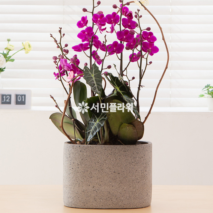 상세이미지