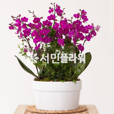 마음을 담은 만천홍(고급)