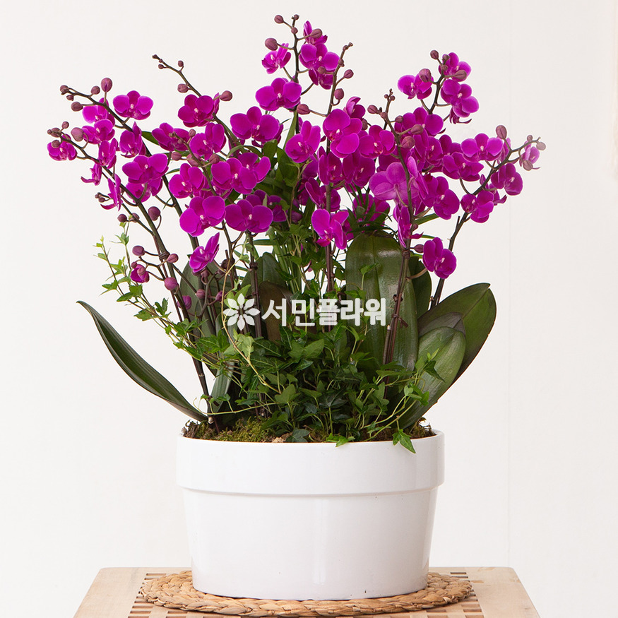 상세이미지