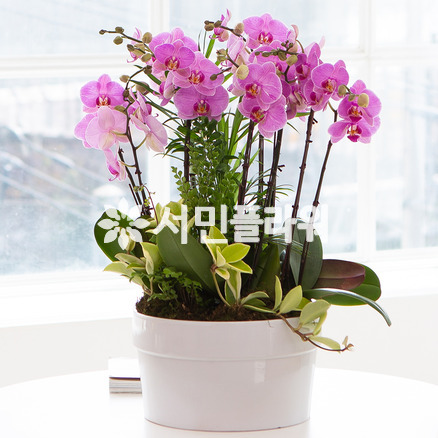 풍성한 호접란Q