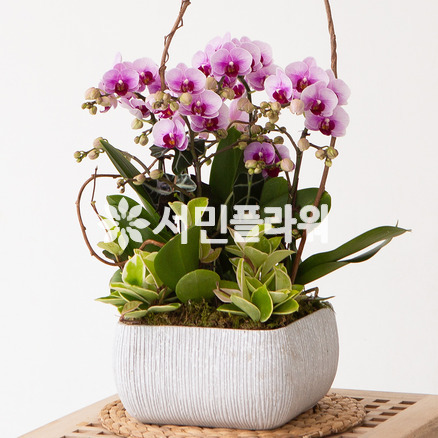 모던 호접란Q