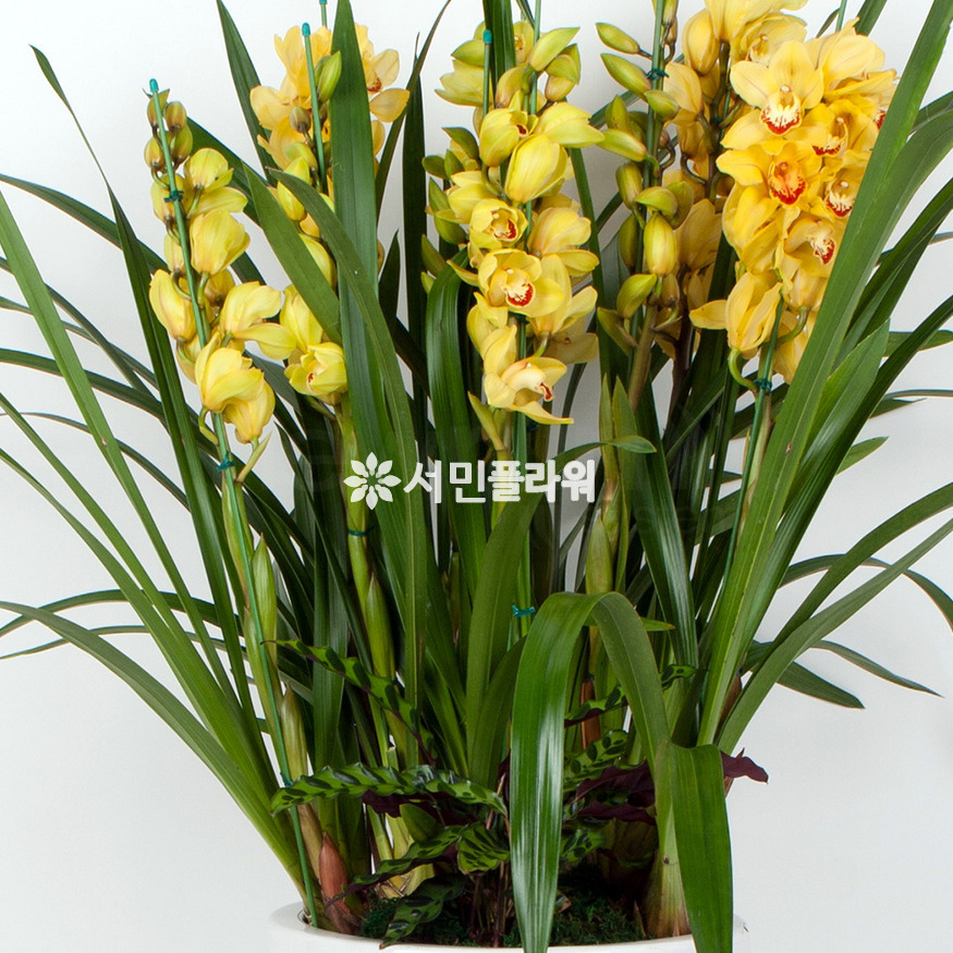 상세이미지
