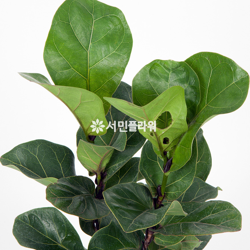 상세이미지