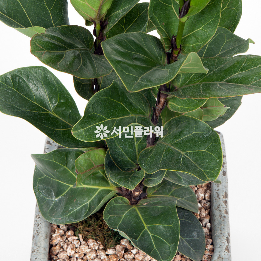상세이미지