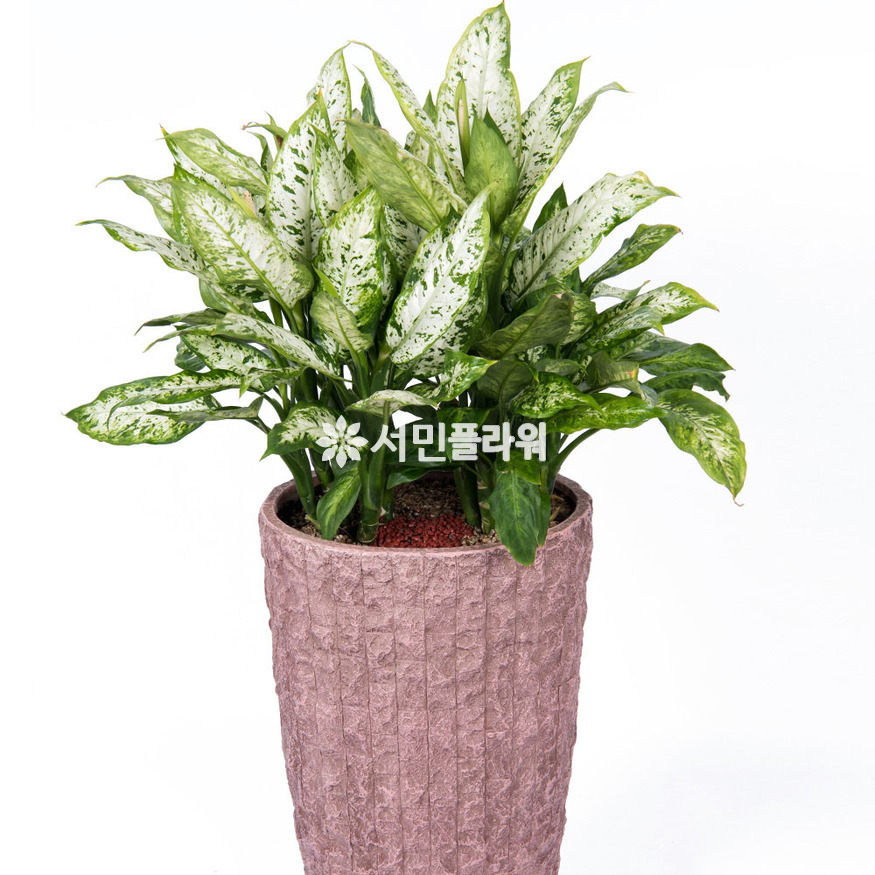 상세이미지