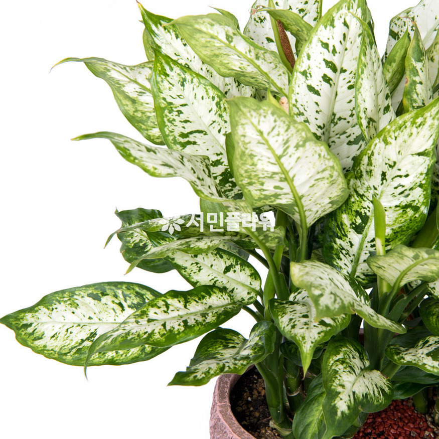 상세이미지