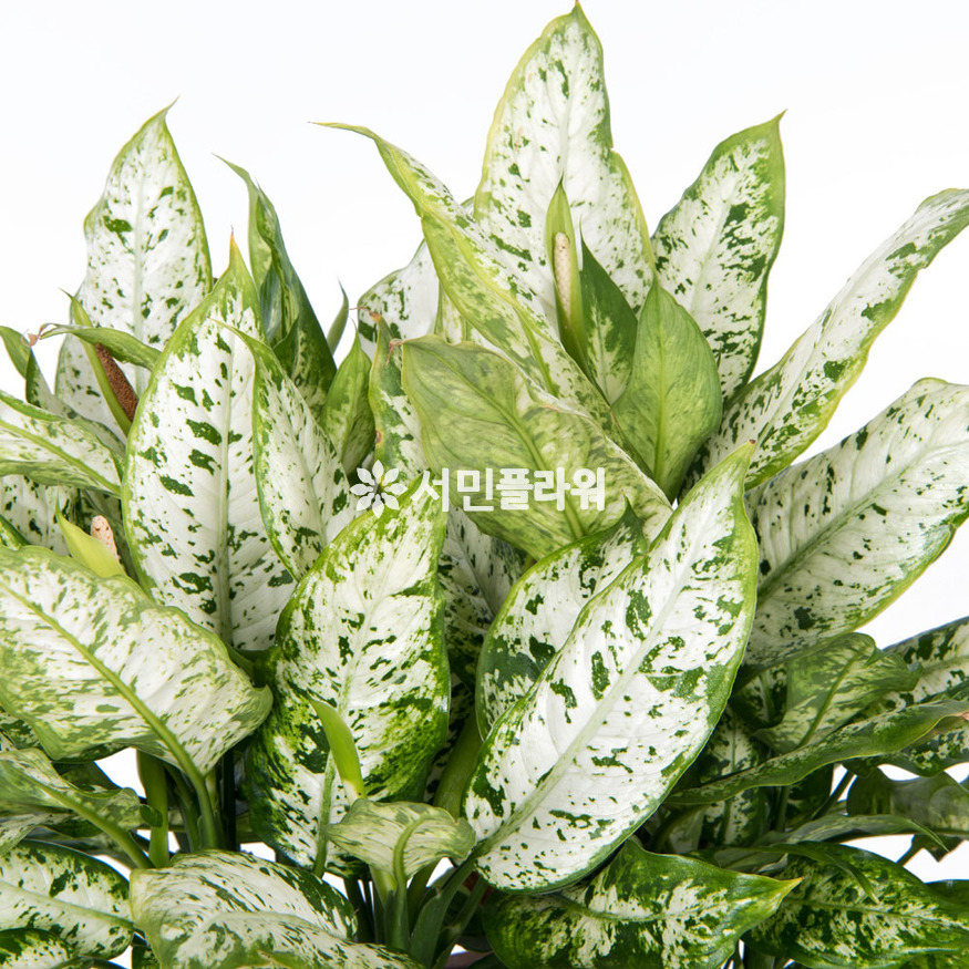 상세이미지