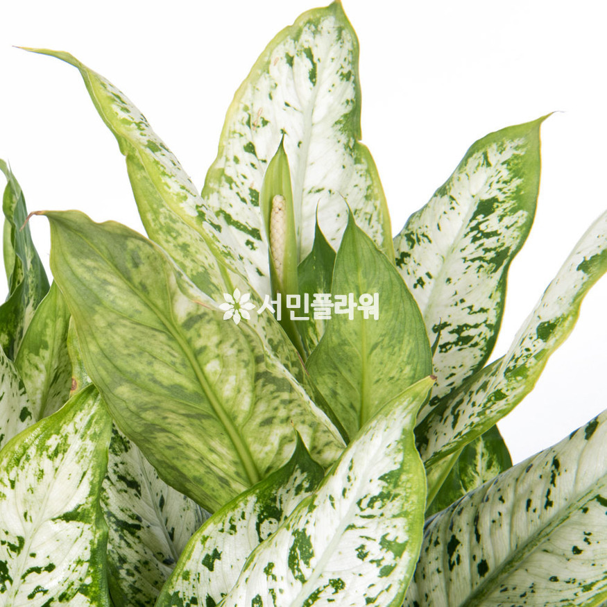 상세이미지