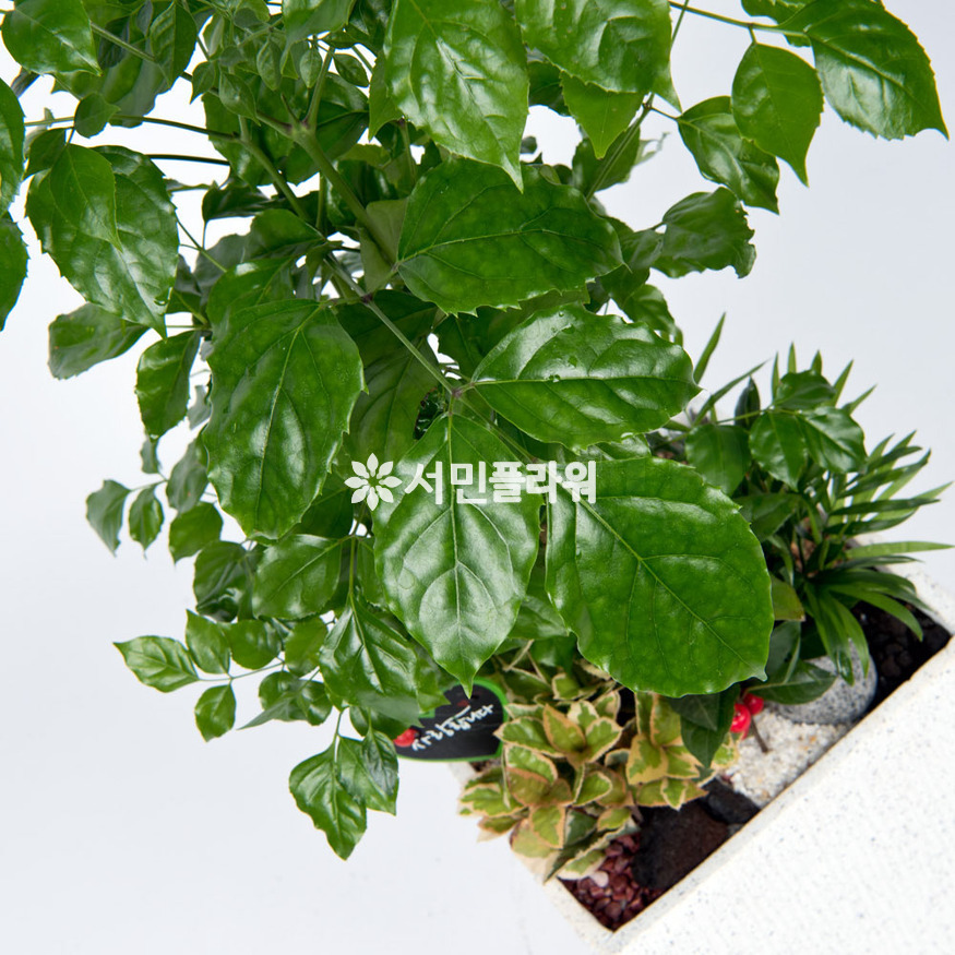 상세이미지
