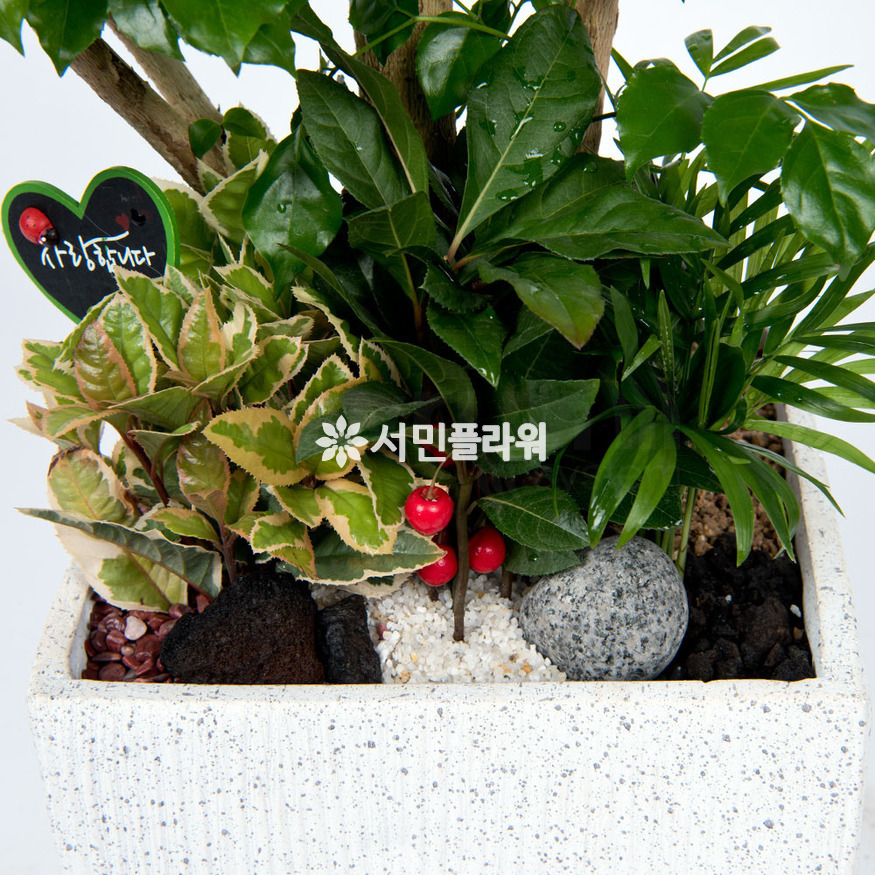 상세이미지