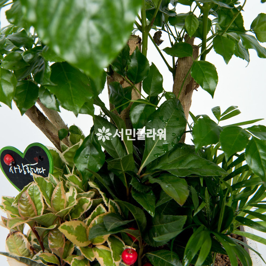 상세이미지