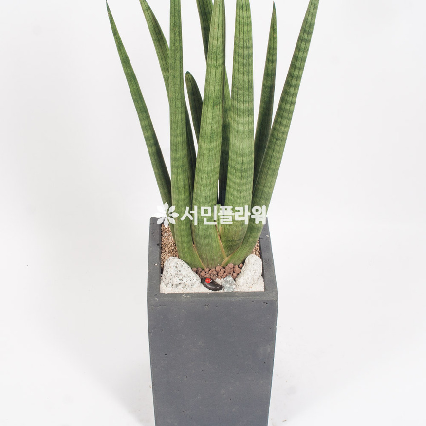 상세이미지