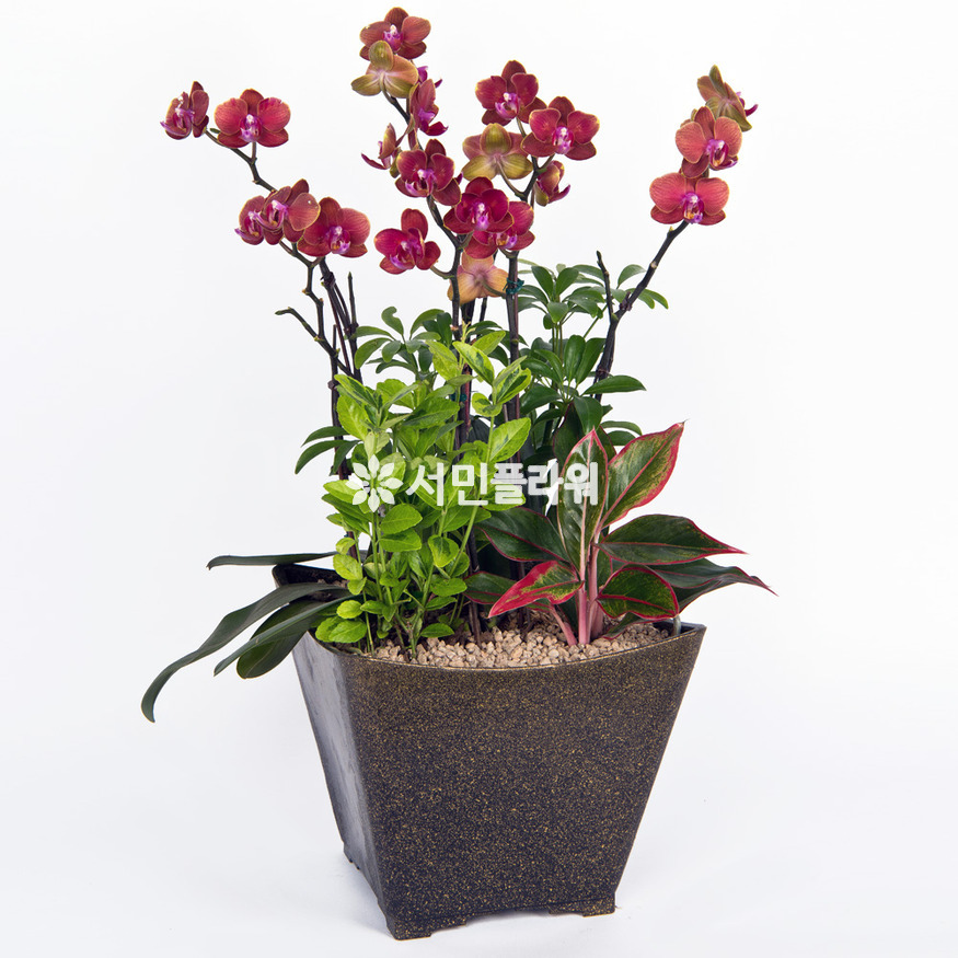 상세이미지