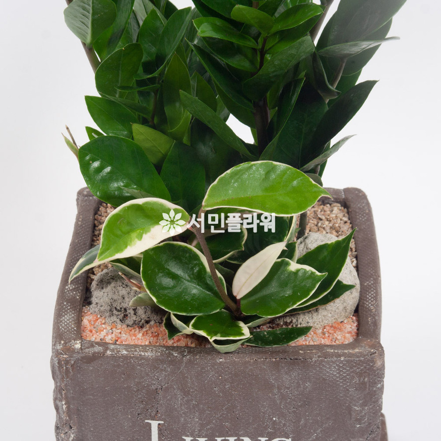 상세이미지