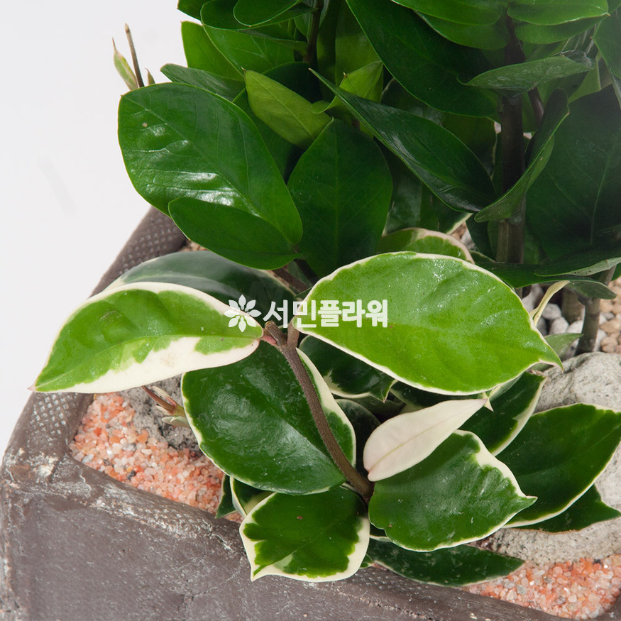 상세이미지