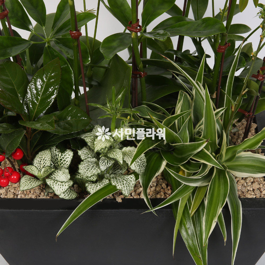 상세이미지