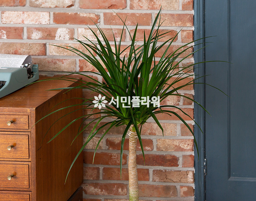 상세이미지