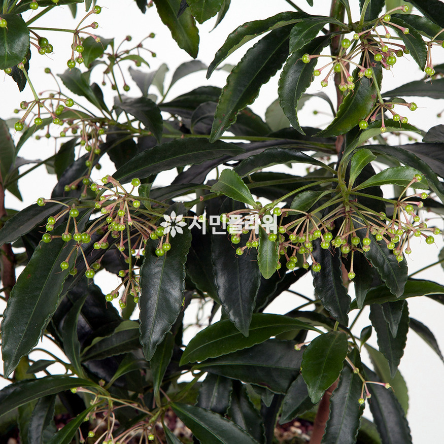 상세이미지