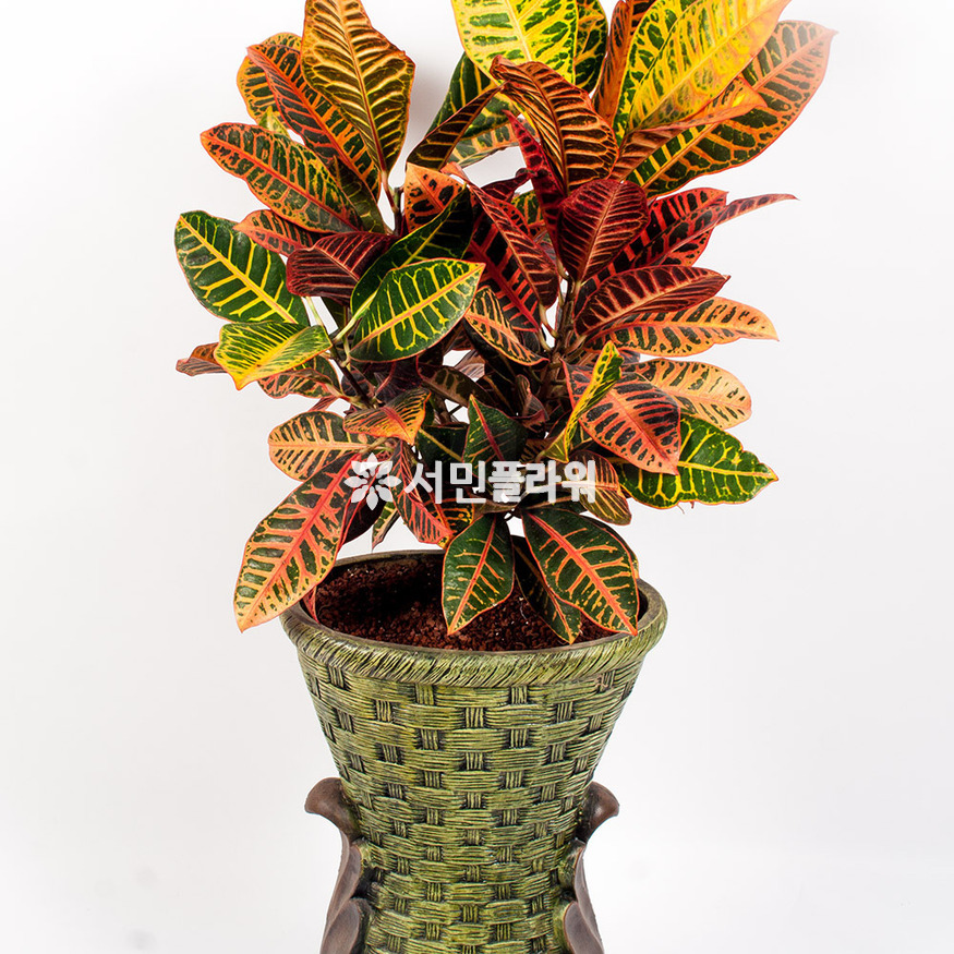 상세이미지