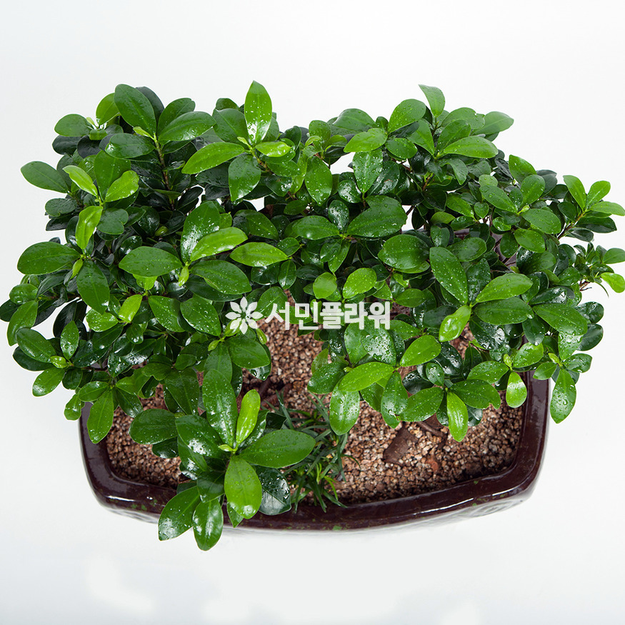 상세이미지