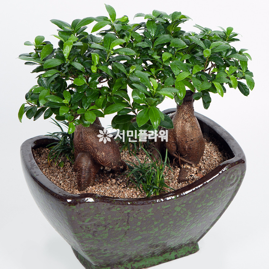 상세이미지