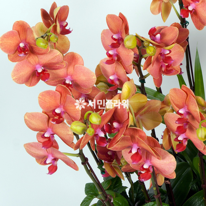 상세이미지