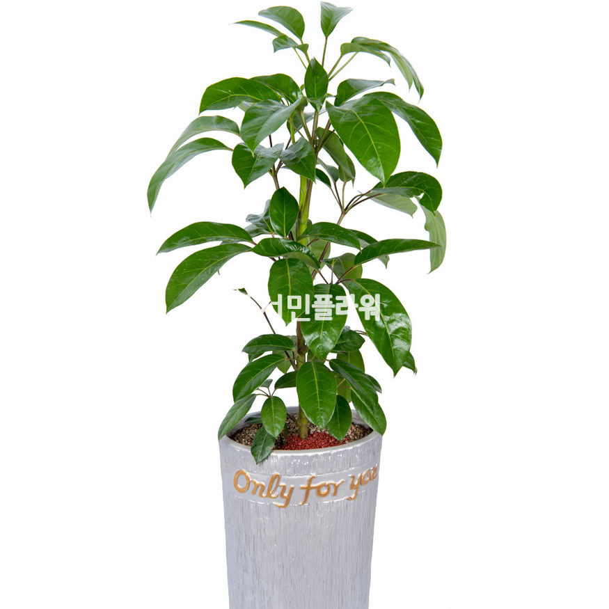 상세이미지