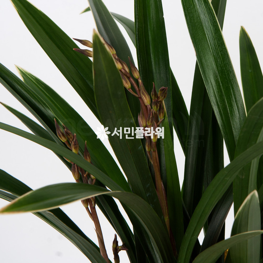 상세이미지