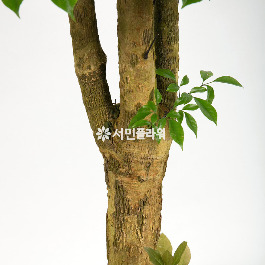 상세이미지
