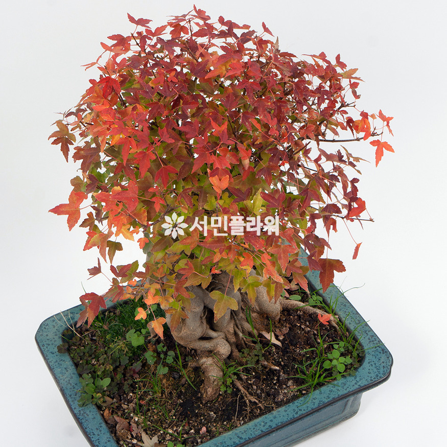 상세이미지