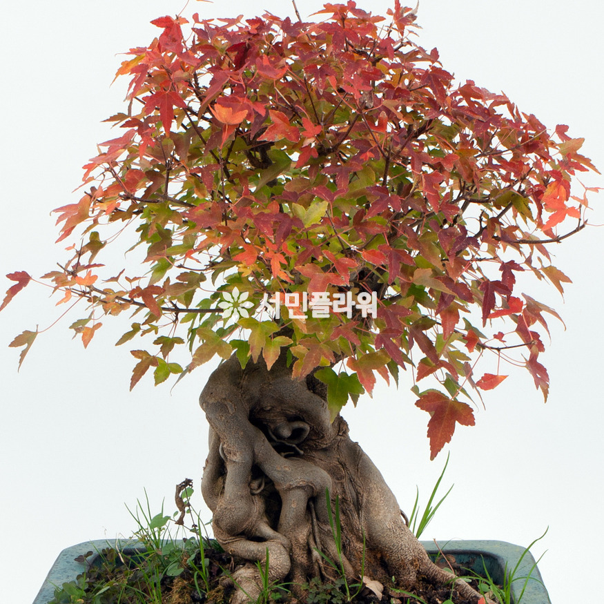상세이미지