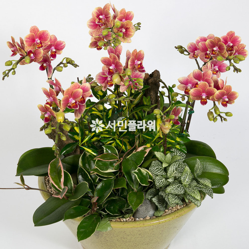상세이미지
