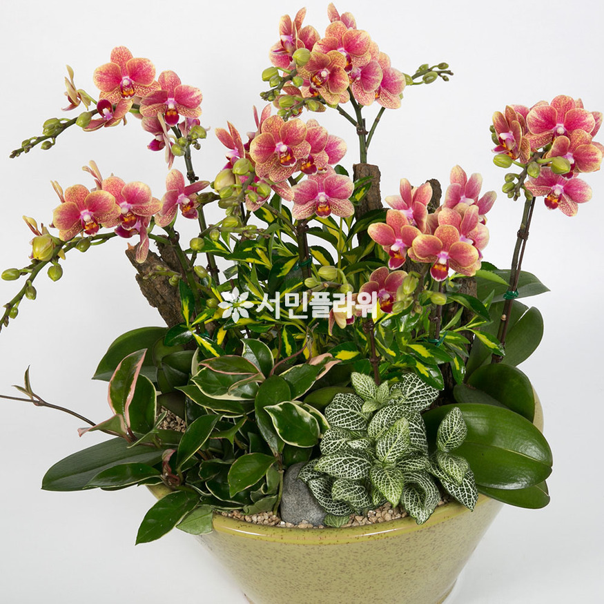 상세이미지