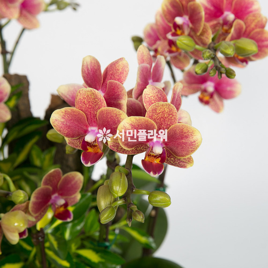 상세이미지