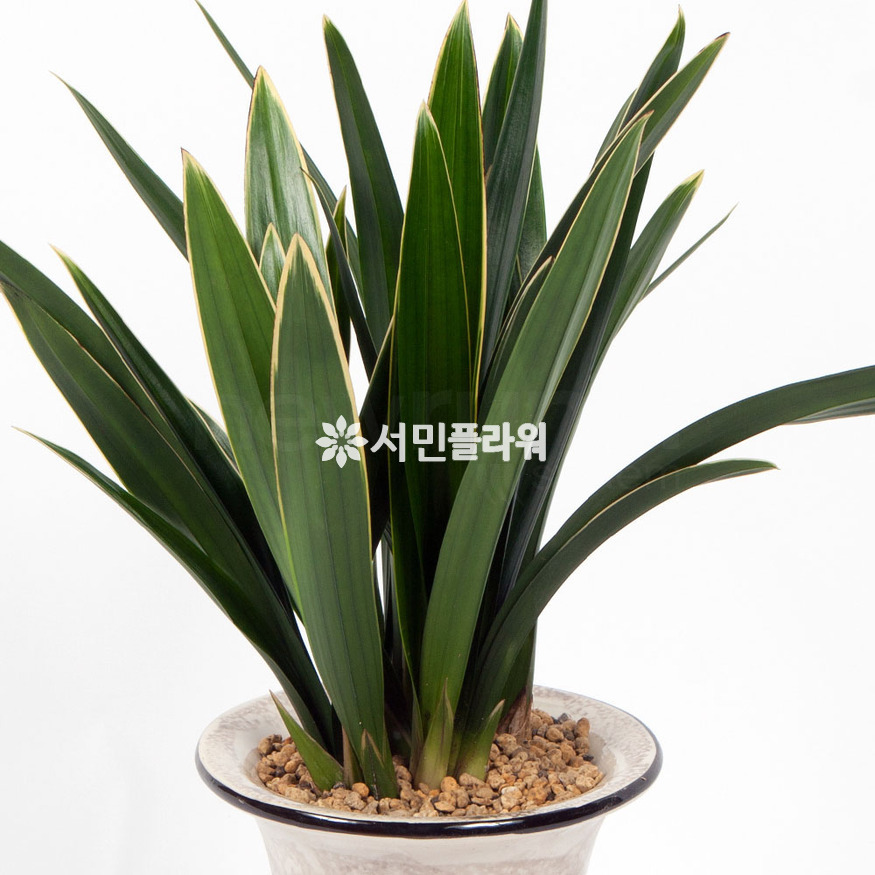 상세이미지
