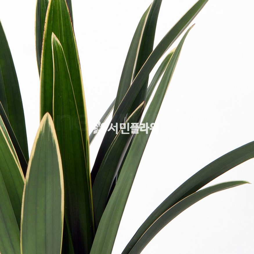 상세이미지