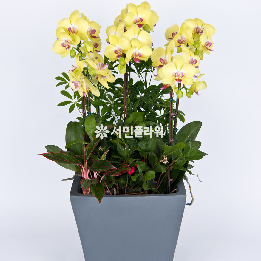 상세이미지