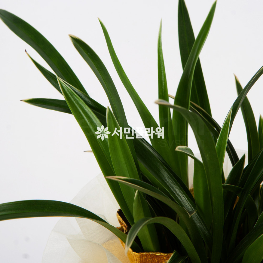 상세이미지