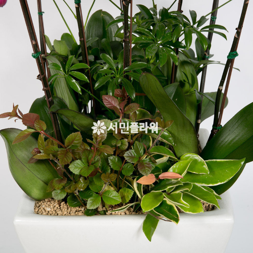 상세이미지