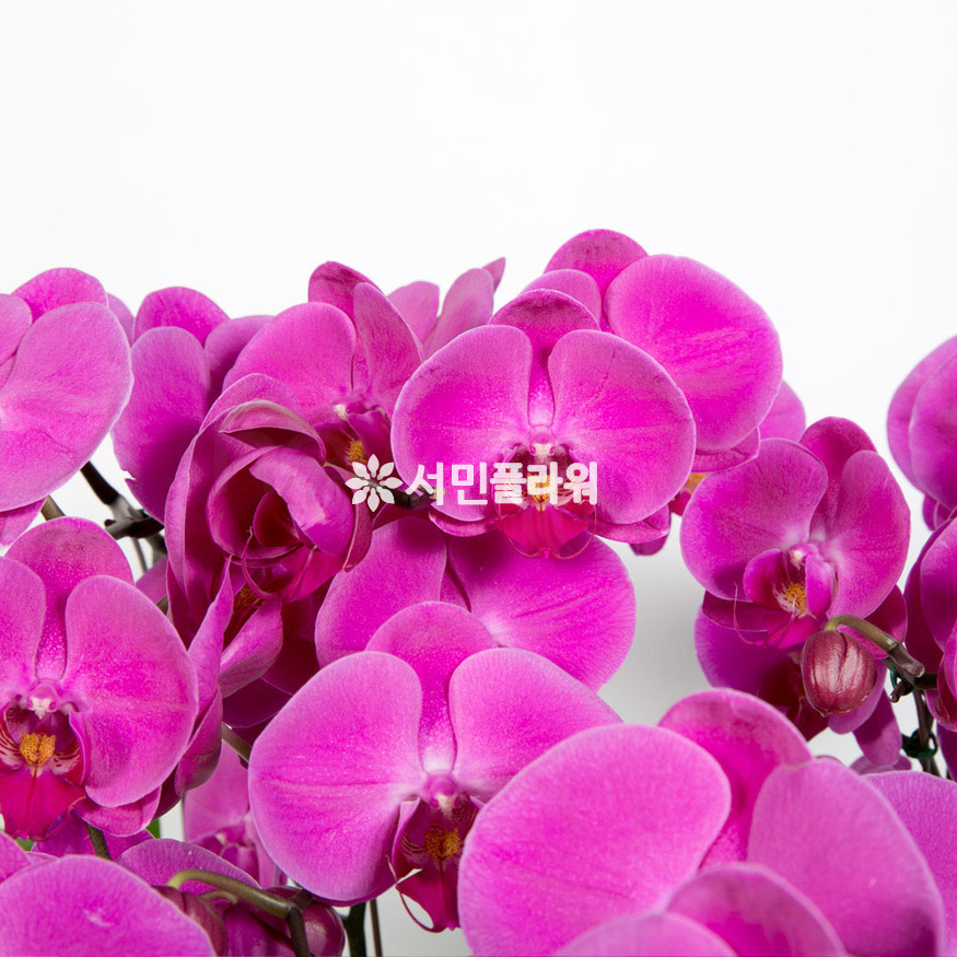 상세이미지