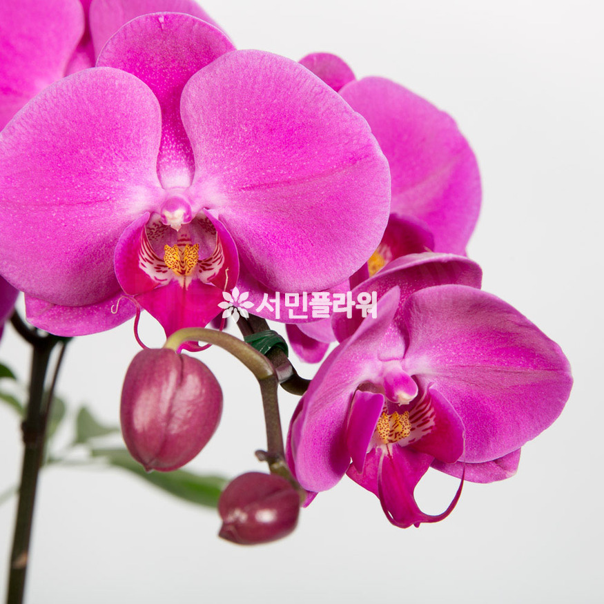 상세이미지