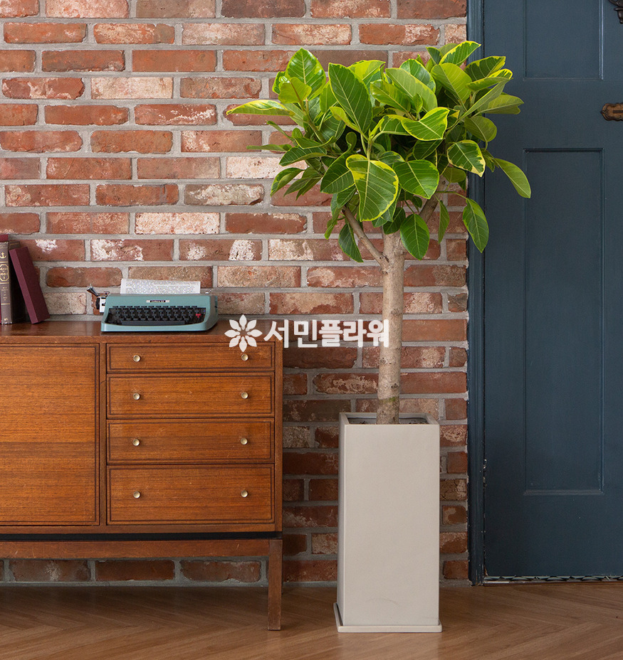 상세이미지